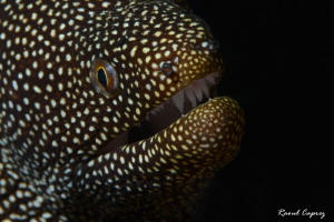 Moray smile by Raoul Caprez 